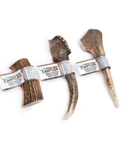 Koeramaius Antler naturaalne hirve sarv XL