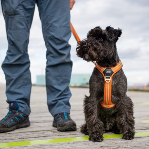 dog-copenhagen-comfort-walk-air-traksid-44