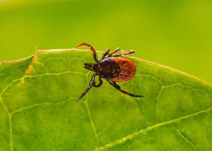 puuk