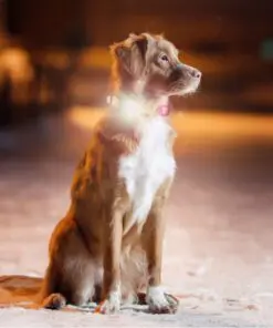 Max & Molly Matrix Ultra Led tuluke koera rihma küljes