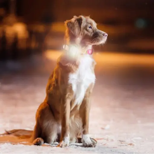 Max & Molly Matrix Ultra Led tuluke koera rihma küljes