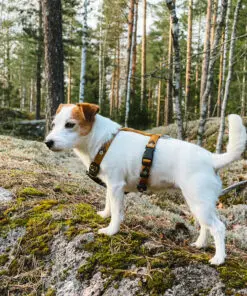 Woolly Wolf traksid koertele, Sea to Summit