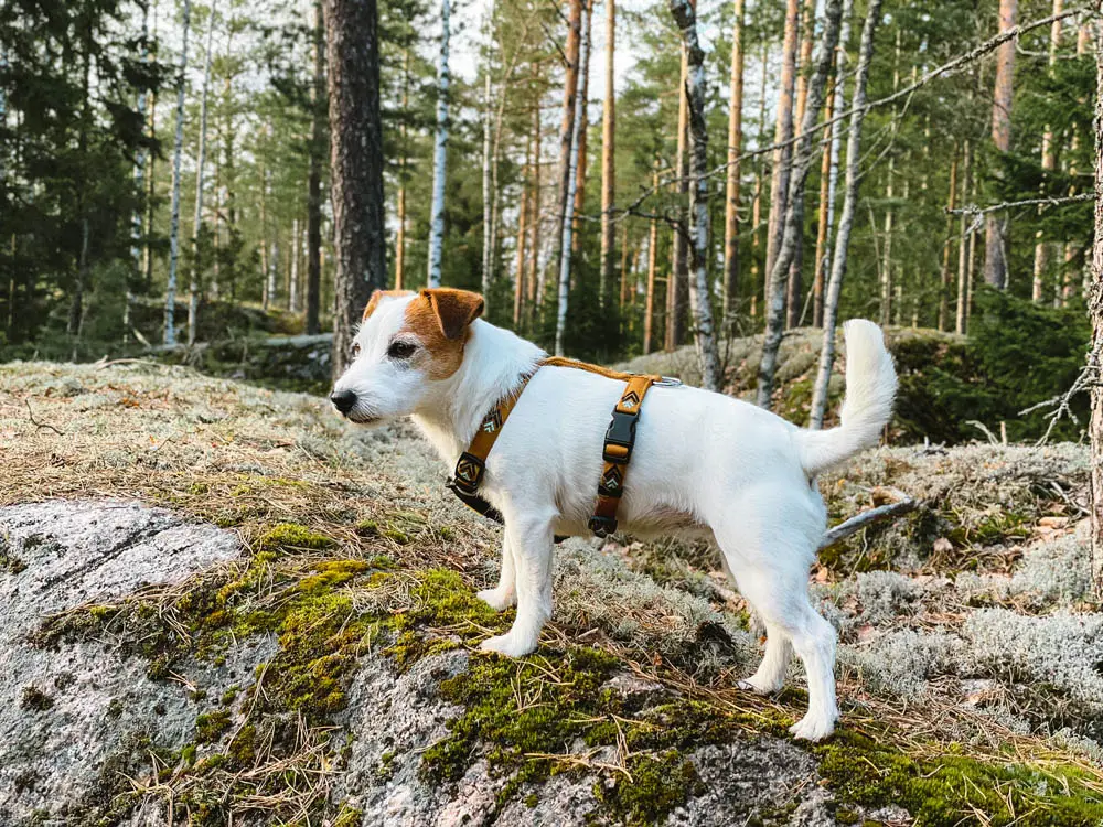 Woolly Wolf traksid koertele, Sea to Summit
