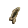 Metskiteskõrv Karvane (1) (1)
