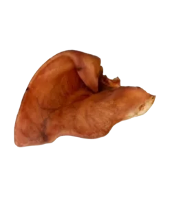 Seakõrv